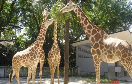 Zoo Negara